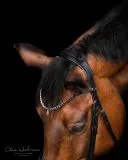 Trense Zaum BLACK SIS Lack Strass Glitzer Schwarz Glitzer Details Nasenriemen Schwedisch + gummierte Z�gel VB WB X FULL