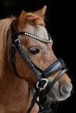 CROWN Minishetty Shetty Welsh Trense abnehmbarer Sperrriemen Englisch Leder Glitzer Genick u Nasenriemen + Z�gel