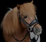 CROWN Minishetty Shetty Welsh Trense abnehmbarer Sperrriemen Englisch Leder Glitzer Genick u Nasenriemen + Z�gel