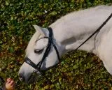 CROWN Minishetty Shetty Welsh Trense abnehmbarer Sperrriemen Englisch Leder Glitzer Genick u Nasenriemen + Z�gel