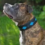 Lederhalsband SALMI Hellblau / Trkis Schwarz Leder -unterlegt Halsband LEDER Breit sehr stabil M L XL Hohe Zugkraft