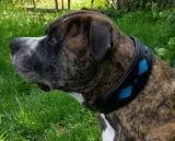 Lederhalsband SALMI Hellblau / Trkis Schwarz Leder -unterlegt Halsband LEDER Breit sehr stabil M L XL Hohe Zugkraft