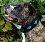 Lederhalsband SALMI Hellblau / Trkis Schwarz Leder -unterlegt Halsband LEDER Breit sehr stabil M L XL Hohe Zugkraft