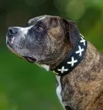 Lederhalsband LACE Zierkordel Kreuz Stick unterlegt Halsband LEDER Breit sehr stabil M L XL