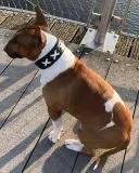 Lederhalsband LACE Zierkordel Kreuz Stick unterlegt Halsband LEDER Breit sehr stabil M L XL