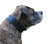 Lederhalsband Leder Schwarz Breit Hohe Zugkraft FADE Zierkordel am Rand Halsband LEDER Breit sehr stabil M L XL