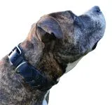 Lederhalsband Leder Schwarz Breit Hohe Zugkraft FADE Zierkordel am Rand Halsband LEDER Breit sehr stabil M L XL