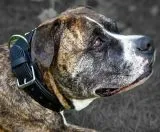 Ruffle Lederhalsband Leder Schwarz Breit Hohe Zugkraft doppelte Zierkordel Wei / Creme LEDER Breit sehr stabil M L XL