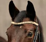 Snake Leder Trense Umlenkverschnallung ergonomisch Genickaussparung Ohrenfreiheit + Zgel VB WB XFULL