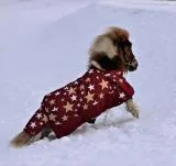 1200 D Sterni Rot Sterne Sterni Winterdecke Regendecke Fleece Lining 0 Gramm / 200 Gramm 65 70 75 80 85 90 95 100