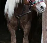 Vorderzeug fr ein Prunkhalfter - Stozgel Leder Schwarz B - WARE VB WB XFULL Prunkvorderzeug Kaltblut Noriker