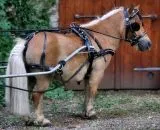 JUWEL Leder Einsp�nner Brustblattgeschirr Minishetty Shetty Lack Glitzer Schwarz teils Rund gen�ht Strass