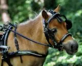 JUWEL Leder Einspnner Brustblattgeschirr Minishetty Shetty Lack Glitzer Schwarz teils Rund genht Strass