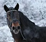 Leder Trense Schwarz DANDY Lack Glitzer VB WB X Full XXF Kaltblut Zaum Ledertrense Schwedisch + Z�gel Ledertrense ergonomisch Fischgr�t Muster