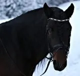 Leder Trense Schwarz DANDY Lack Glitzer VB WB X Full XXF Kaltblut Zaum Ledertrense Schwedisch + Zgel Ledertrense ergonomisch Fischgrt Muster