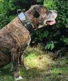 Lederhalsband THOR Breit Metallplatte Schwarz Leder X L XL Hundekopf Bulli Leder Halsband