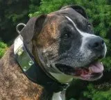 Lederhalsband THOR Breit Metallplatte Schwarz Leder X L XL Hundekopf Bulli Leder Halsband