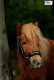 Trense Hannoversche Hanni Leder + Z�gel Minishetty Shetty MS S Zaum Falabella Minipony