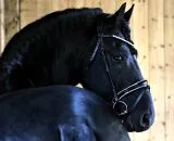 Leder Trense Schwarz DONNA Lack Glitzer VB, WB, X Full, XXF Kaltblut Zaum Ledertrense Schwedisch + Zgel Ledertrense