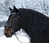 Leder Trense Schwarz DANDY Lack Glitzer VB WB X Full XXF Kaltblut Zaum Ledertrense Schwedisch + Zgel Ledertrense ergonomisch Fchermuster