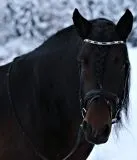 Leder Trense Schwarz DANDY Lack Glitzer VB WB X Full XXF Kaltblut Zaum Ledertrense Schwedisch + Zgel Ledertrense ergonomisch Fchermuster