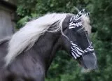 Zebra Fliegenhaube Fliegenmaske + Ohr Nasenschutz abnehmbar Schopfschlitz zum schliessen Minishetty Shetty/ Welsh PO VB WB XFULL XX Full