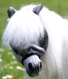 Fliegenhaube - + Lissy MIT Ohren OHNE Nasenschutz Gr. Minishetty Shetty Grau Schwarz Fliegen Haube Fliegenmaske