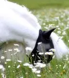 Fliegenhaube - + Lissy MIT Ohr OHNE Nasenschutz Gr. Minishetty Shetty Grau Schwarz Fliegen Haube Fliegenmaske