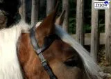 Leder Kappzaum Pony VB WB ergonomisch geformt + Gebiss Riemchen KappGH Zaum ab 49�