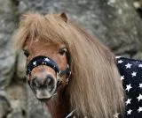 SET Glori Abschwitzdecke Sterne Schwarz Nicki Fleece + Halfter 65 70 75 80 85 90 95 100 cm SET STARS Fleecedecke Minishetty Shetty Welsh