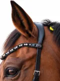 Minishetty Shetty Welsh Sidepull Trense NOVA gebisslose Ledertrense Schnellverschluss-Stirnriemen Gummiz�geln bis x Full