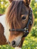 Avena Lederhalfter Leder Halfter Minishetty Shetty Welsh Pony Schwarz Braun ergonomisch - fallen gro� aus-