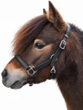 Avena Lederhalfter Leder Halfter Minishetty Shetty Welsh Pony Schwarz Braun ergonomisch - fallen gro� aus-