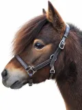 Avena Lederhalfter Leder Halfter Minishetty Shetty Welsh Pony Schwarz Braun ergonomisch - fallen gro� aus-