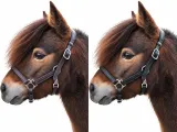 Avena Lederhalfter Leder Halfter Minishetty Shetty Welsh Pony Schwarz Braun ergonomisch - fallen gro� aus-