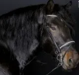 Leder Trense Diamanti Strass Stirn + Nasenriemen Schwarz Leder VB WB X-Full