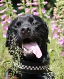 Glitzer Halsband Leder Super Strass Glitzer Goldfarben 3- 5,5 cm Breit Lederhalsband