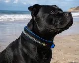 Lederhalsband Bunt Rainbow Leder Blau unterlegt M L XL BREIT ! Halsband Leder Hundehalsband