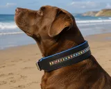 Lederhalsband Bunt Rainbow Leder Blau unterlegt M L XL BREIT ! Halsband Leder Hundehalsband