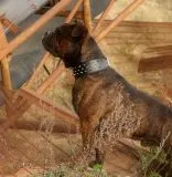 Lederhalsband SPIKY Nietenhalsband S M L XL Leder Schwarz Braun Nieten Halsband