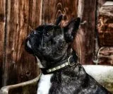 B - WARE !!! Hundehalsband DOLF Braun o Schwarz Gold Farben Messing Beschlge Leder B- WARE !!!!