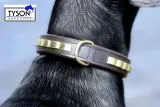 B - WARE !!! Hundehalsband DOLF Braun o Schwarz Gold Farben Messing Beschlge Leder B- WARE !!!!