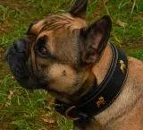 Lederhalsband Bulli Braun Schwarz Halsband Leder M L Hundemotiv Boxer Hund Halsband Leder