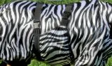 EkzemerdeckeFliegendecke Exemer Decke Zebra 60 65 70 75 80 85 90 100 cm Minishetty Shetty Welsh