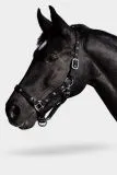 Halfter Stars Schwarz Lack Sterne Pony VB WB XFULL Nylonhalfter Nylonhalfter