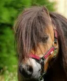 Nylon Halfter Fancy Glitzer Schwarz Rot MMS Minishetty Shetty Mini Shetty Fohlen Fohlenhalfter Glitzerhalfter Nylonhalfter