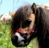 Nylon Halfter Fancy Glitzer Schwarz Rot MMS Minishetty Shetty Mini Shetty Fohlen Fohlenhalfter Glitzerhalfter Nylonhalfter