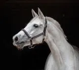 Glitzer Halfter Hilly Braun Glitzer Minishetty Shetty Pony VB WB XFull XF Glitzerhalfter Glitzer