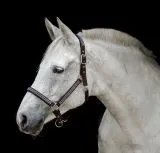 Glitzer Halfter Hilly Braun Glitzer Minishetty Shetty Pony VB WB XFull XF Glitzerhalfter Glitzer