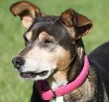 ROSA Pink Glitzer Strass Elena Buffalo Leder super weich NUR NOCH Gr. S Oval auslaufend